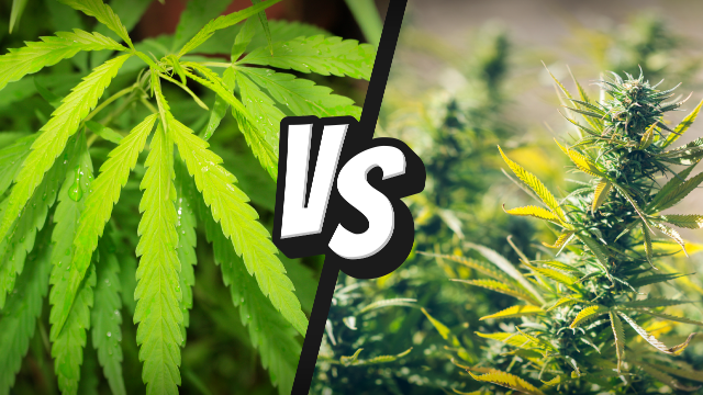 mari vs canepa
